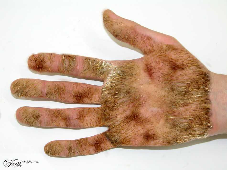 hairy palm