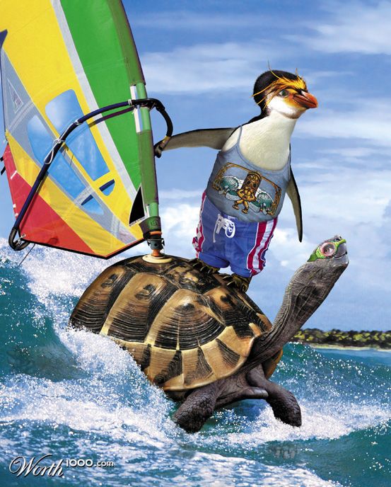 wind surfin' critters