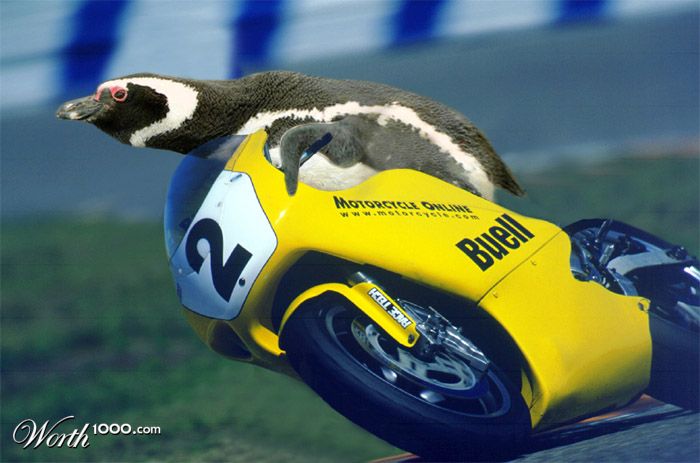 Panchito the Racer Penguin
