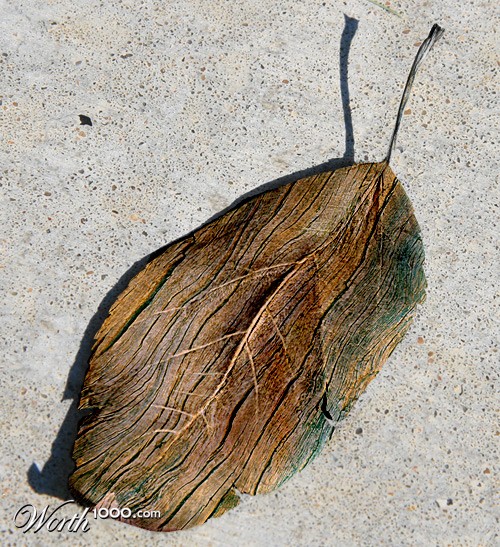 Wooden Leaf