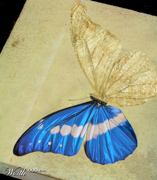 Butterfly Fossil