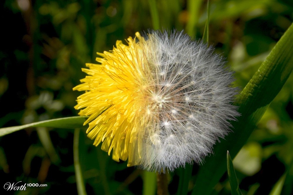 dandelion