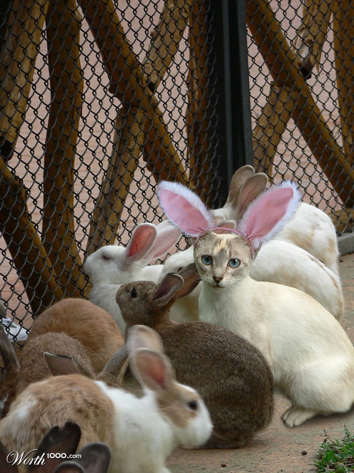 Bunny Buddies