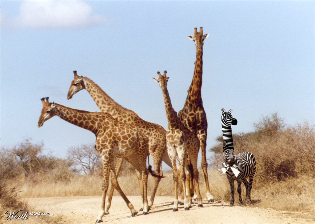 Zebra Bro'