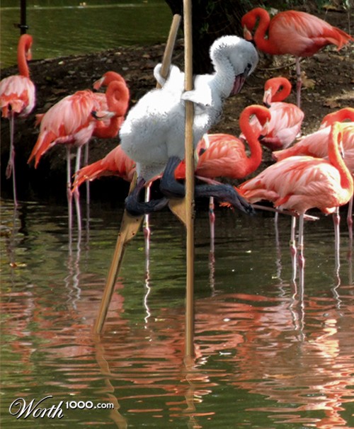 Pink Flamingos