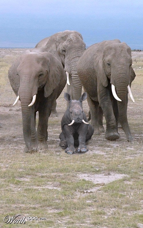 Bruce the Elephant