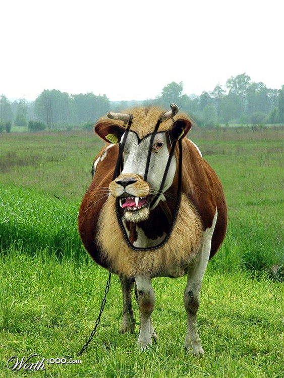 Cow King
