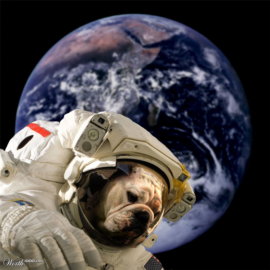 SPace Bulldog