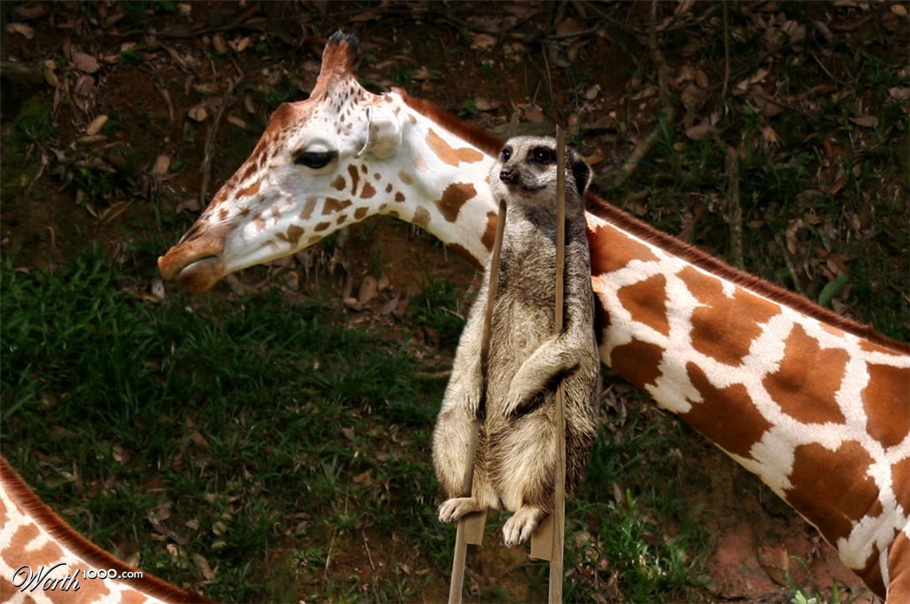 suricate