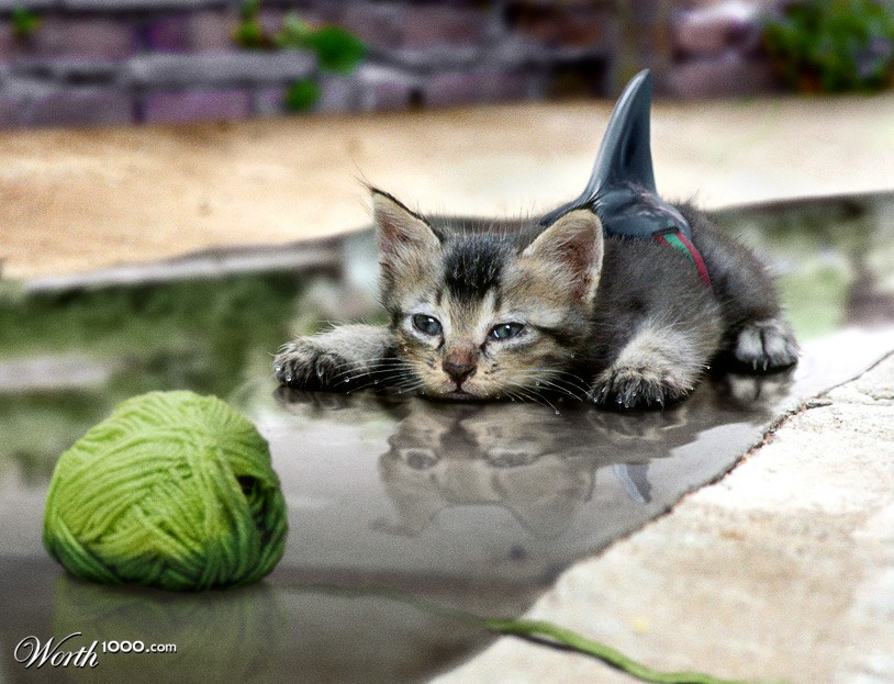 Jaws