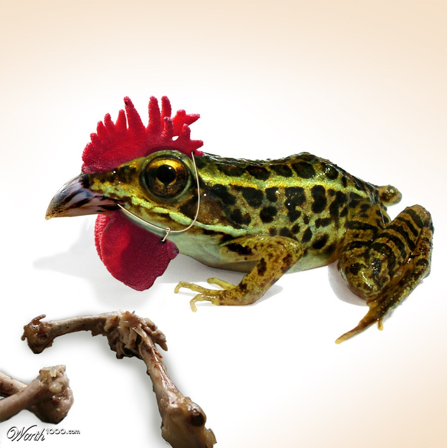 Frog Chicken