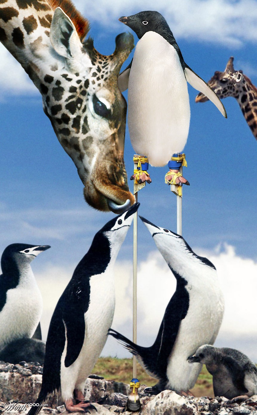 tall penguin