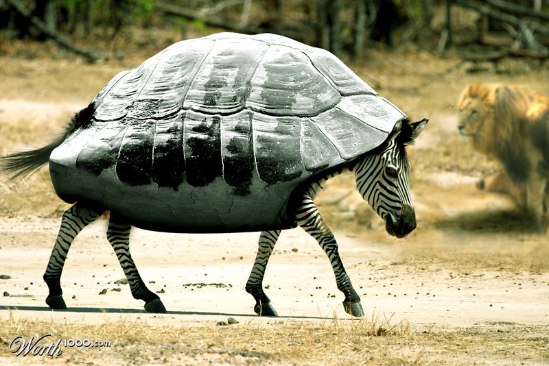 Zebra Dream