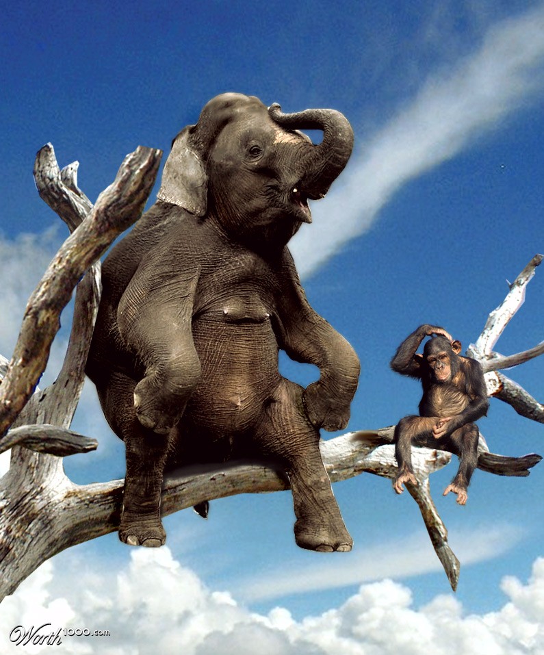 Elephant monkey?