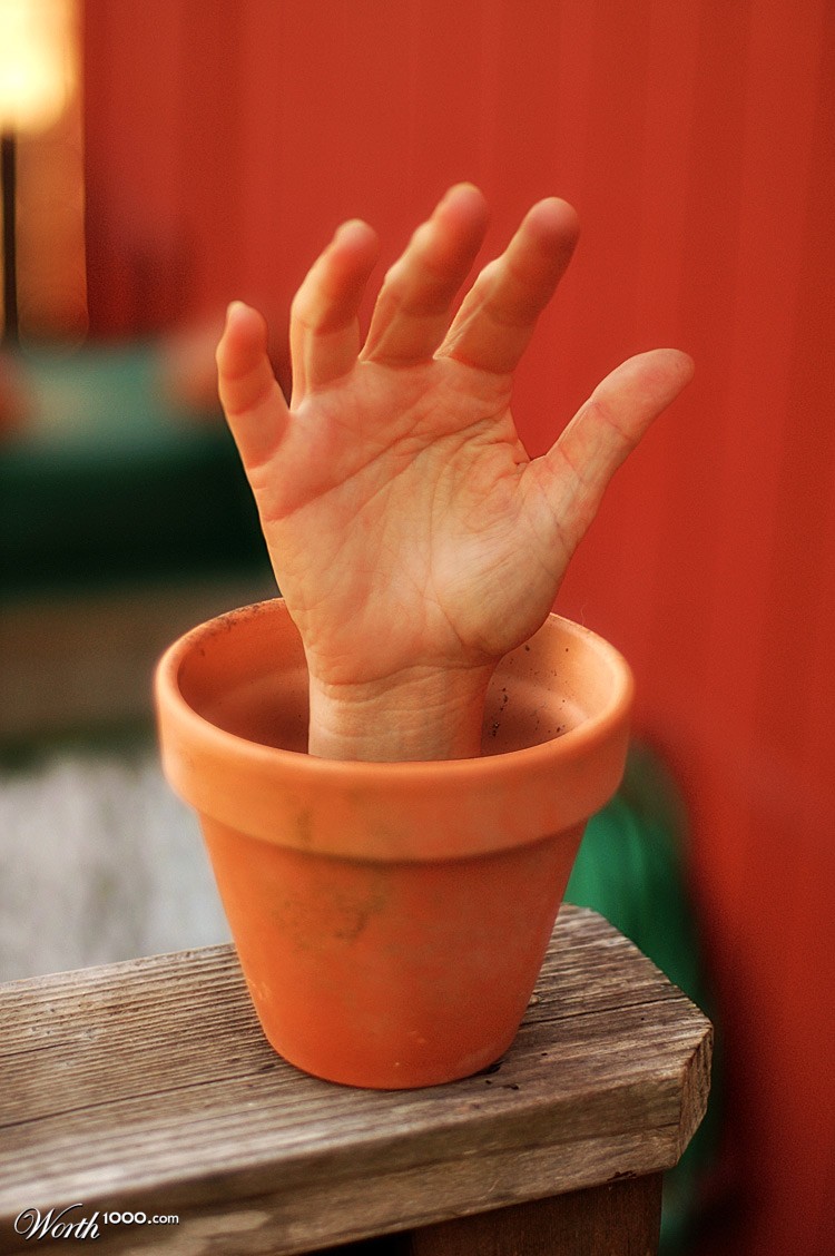 Potted Palm