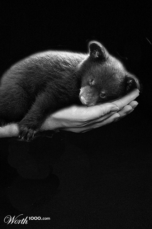 bear baby