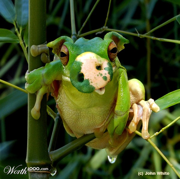 Fropig