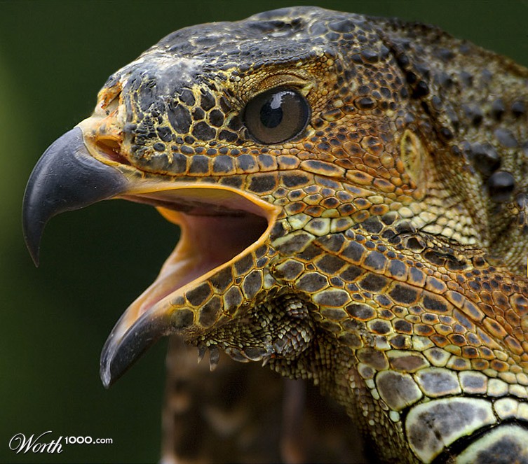 eagluana