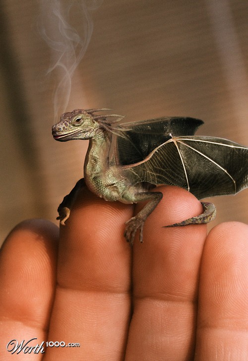 Baby Dragon