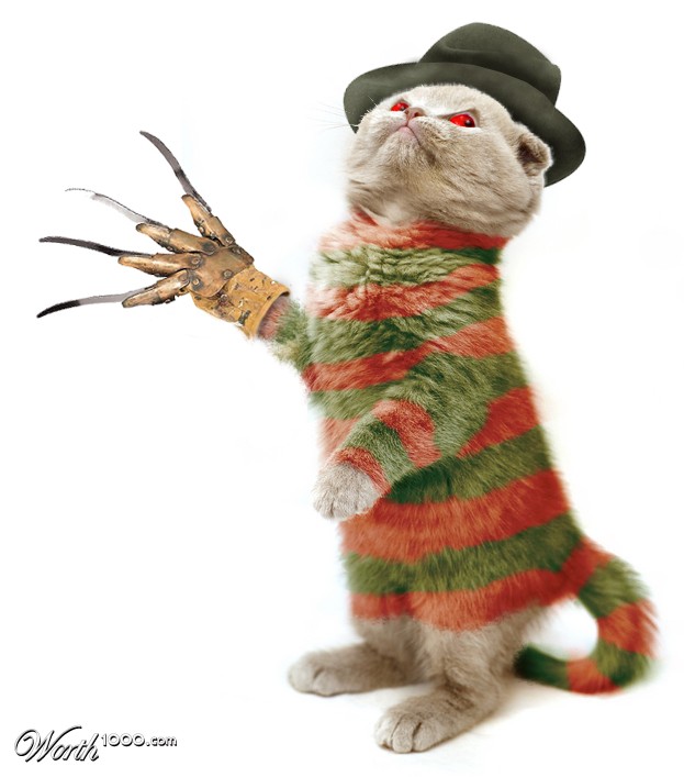 Freddy Cat