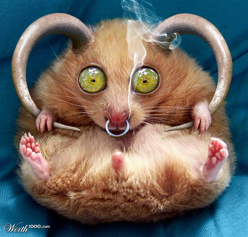 Horned Hamster