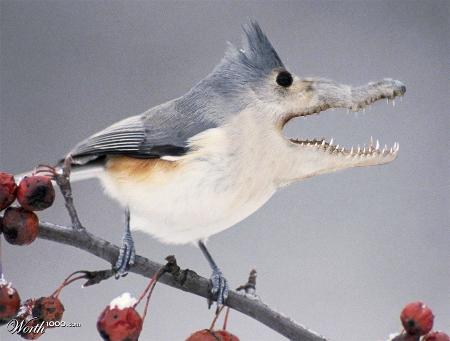 Croc Bird