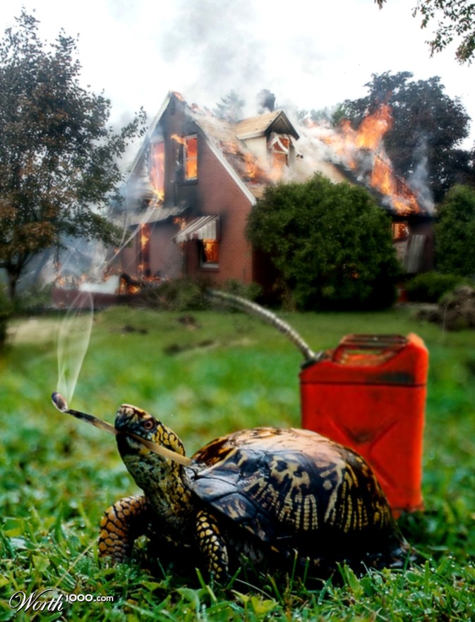 Turtle Arson