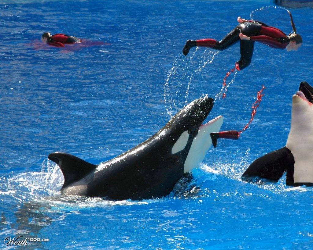 Killer Whale Feeding Frenzy