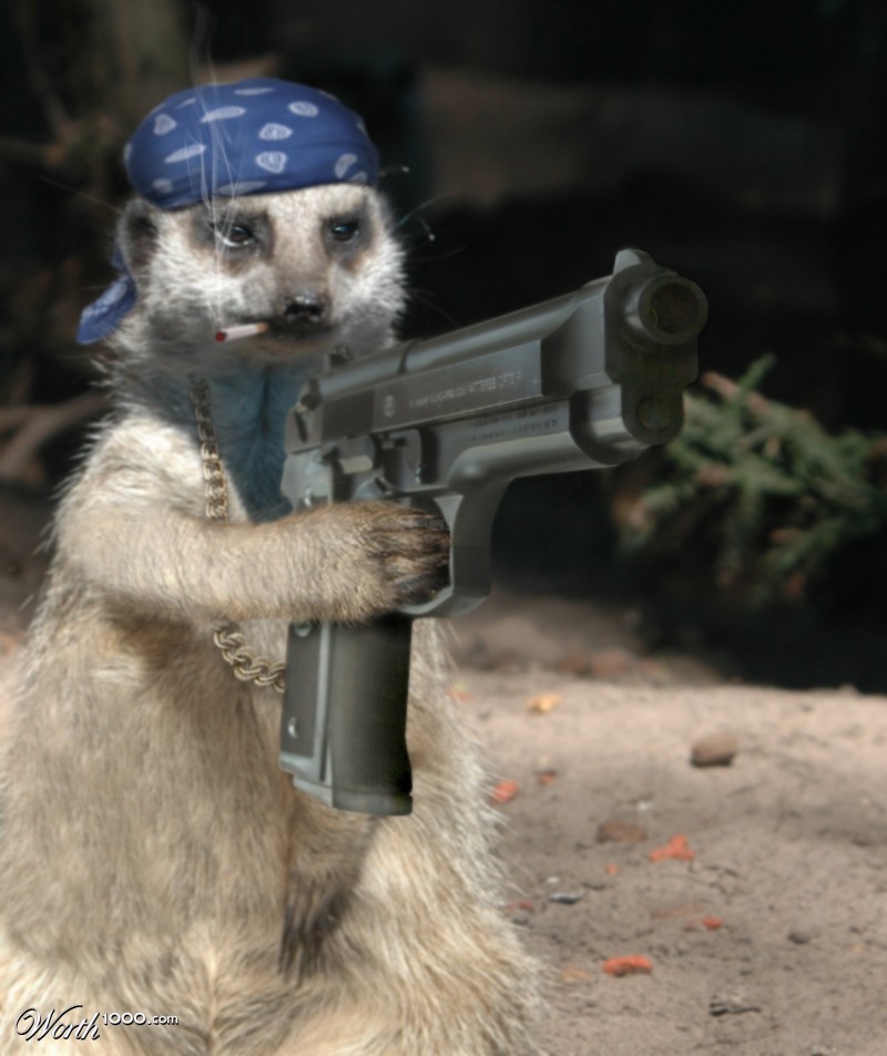 Gangsta Meerkat