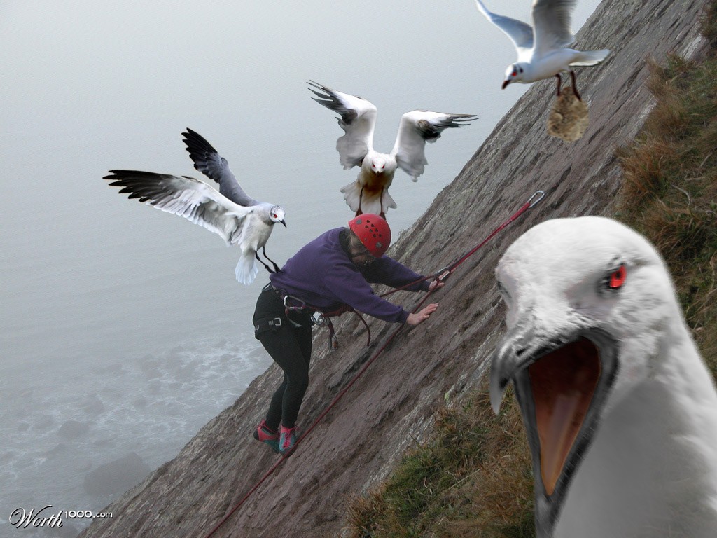 Giant Gulls!
