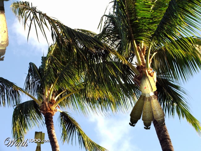 PALMS AWAY