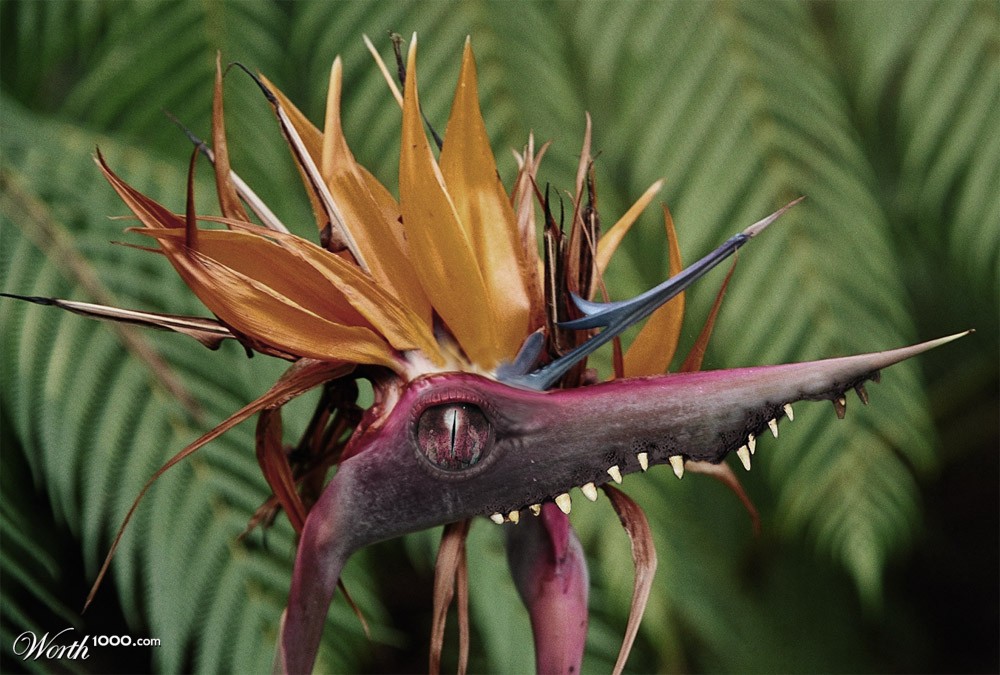 Flower