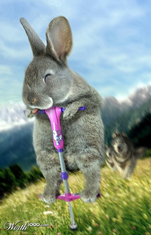Go Bunny Go
