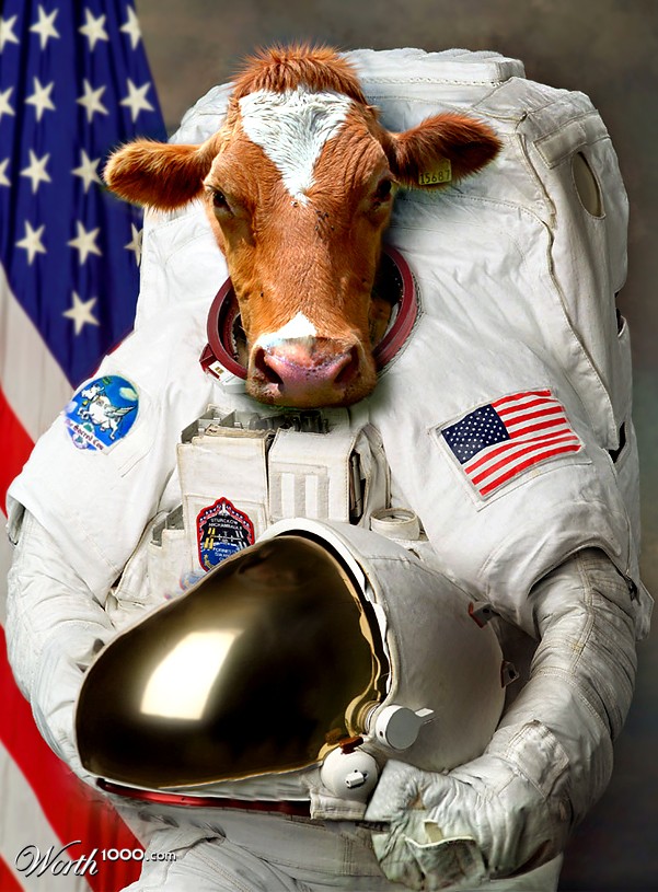 they put a cow on the moon