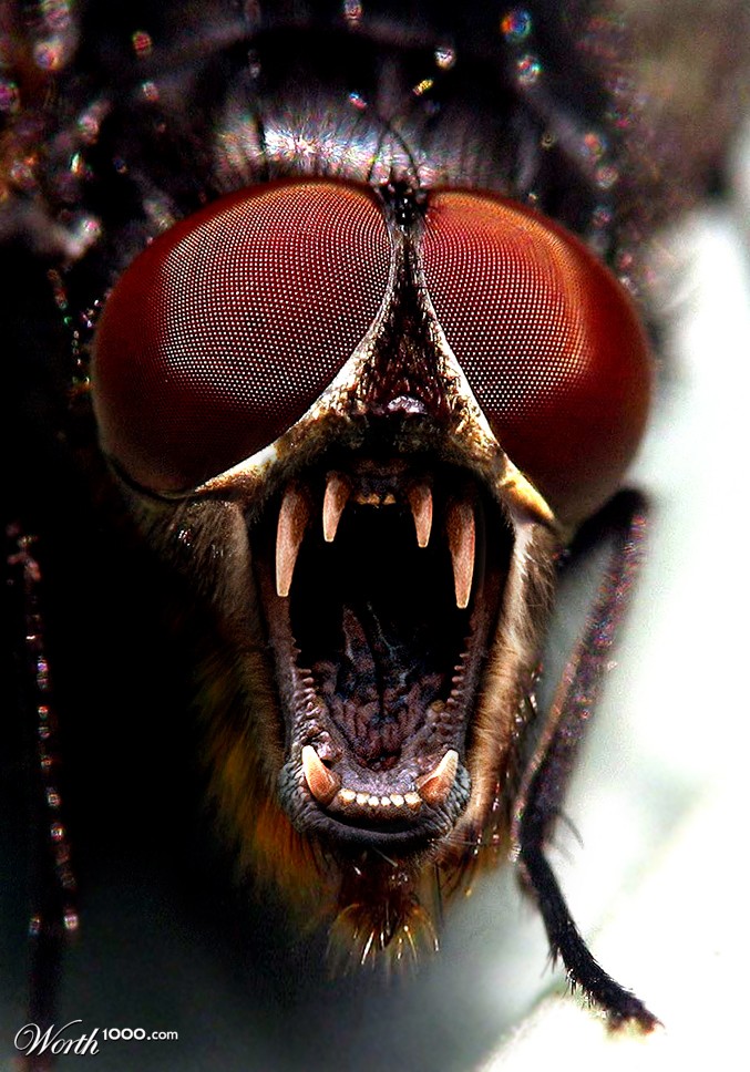 Flyster!