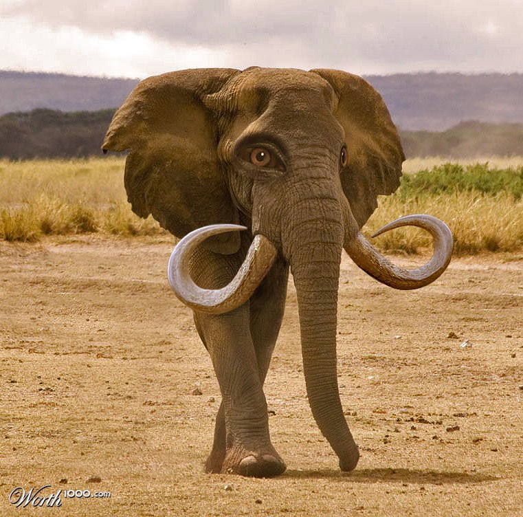 Elephantasia