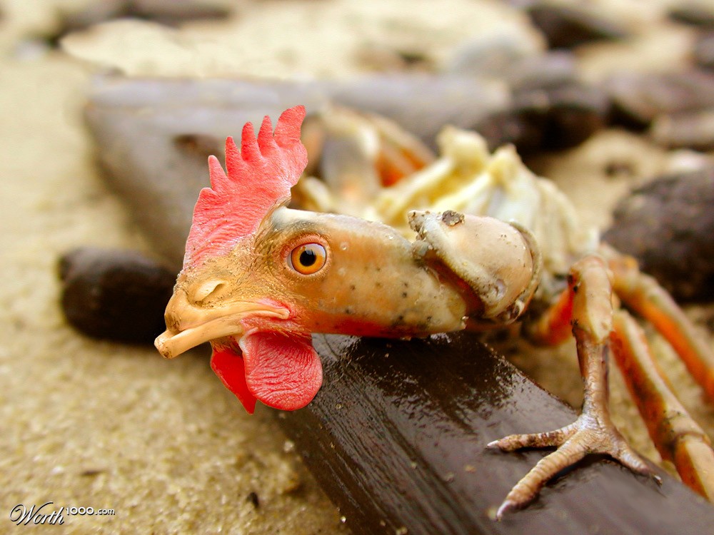 Chicken Crab (chicken of the sea)