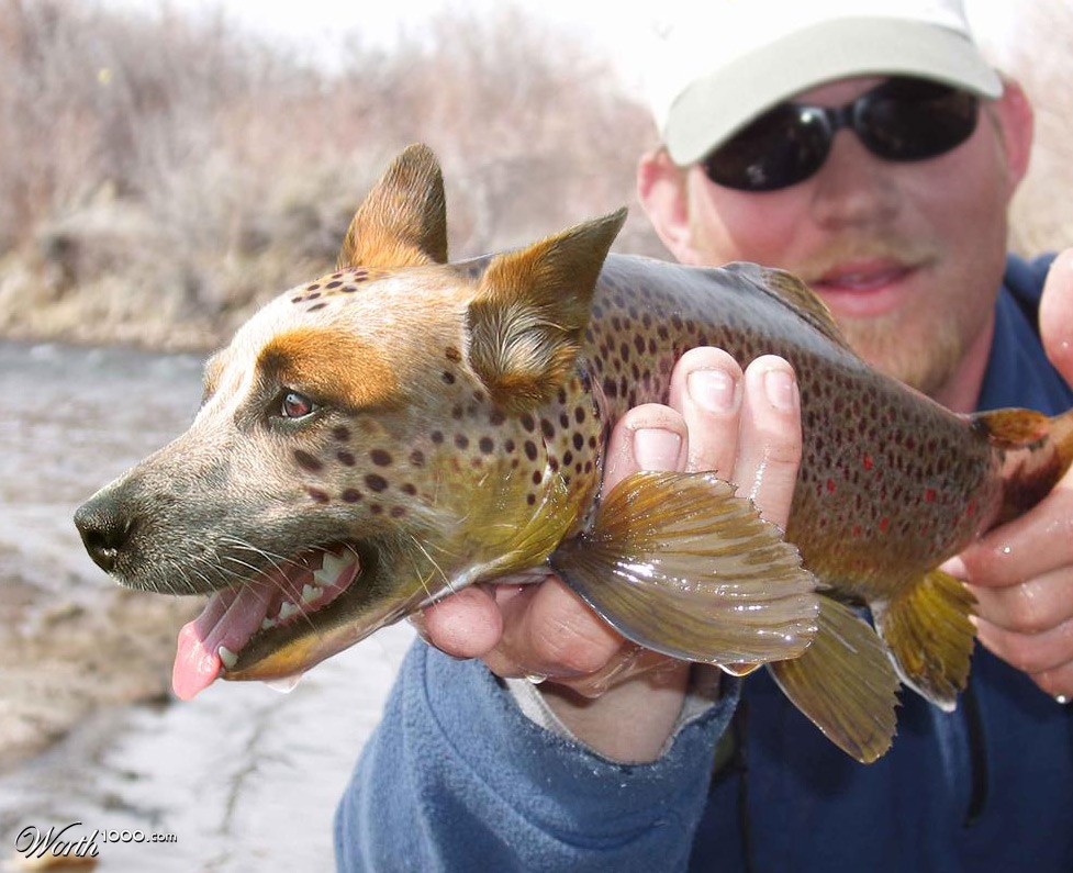 dogfish
