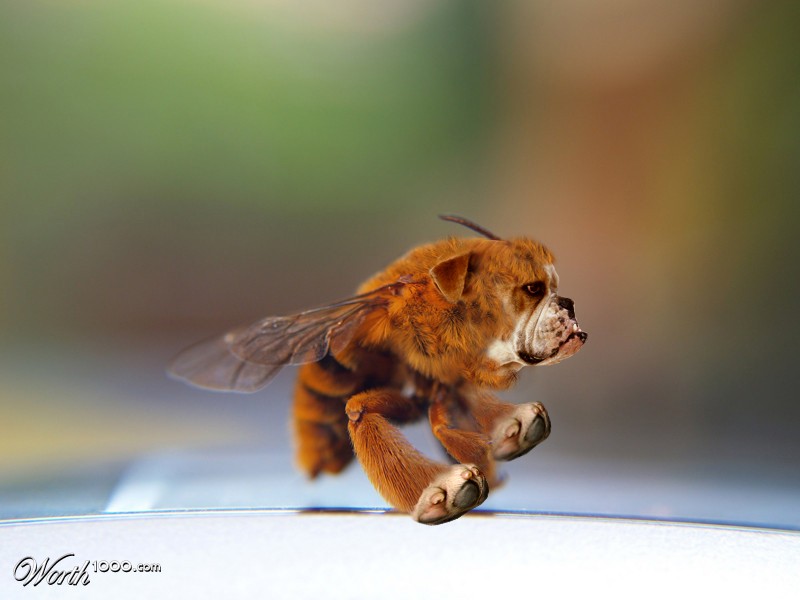 BeeDog