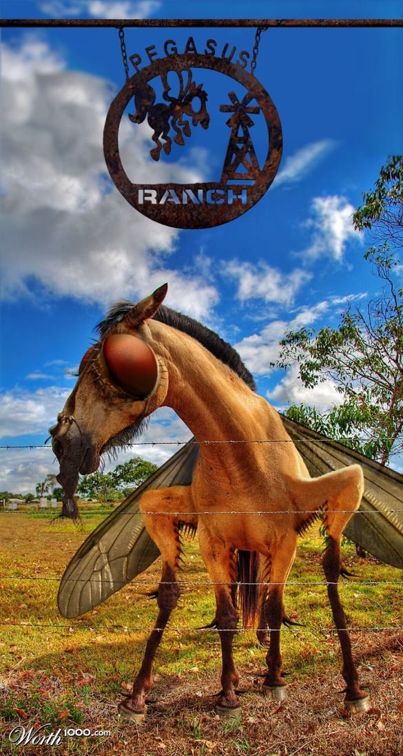 Horsefly