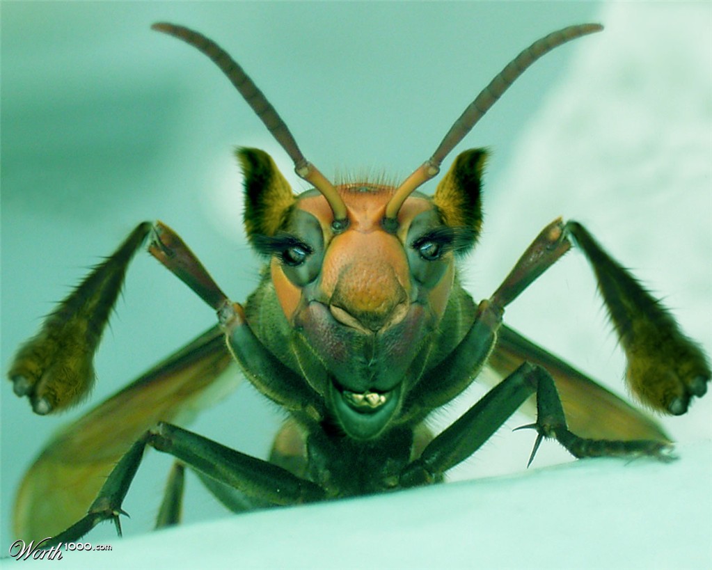 Camel Bug