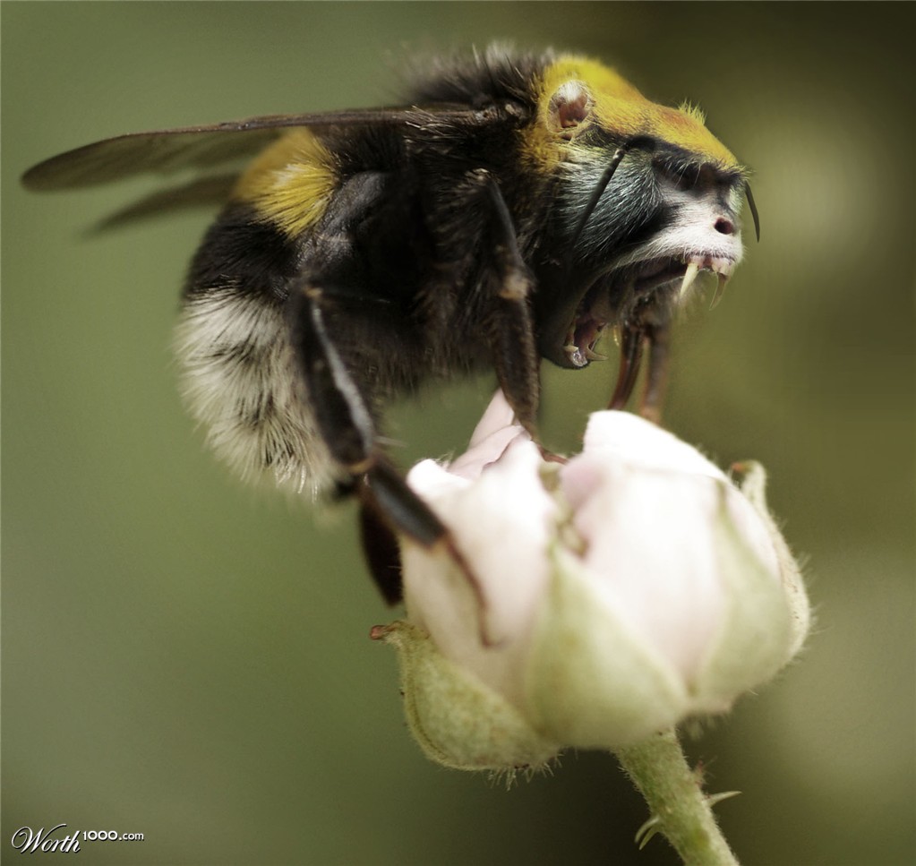 Bumbleape