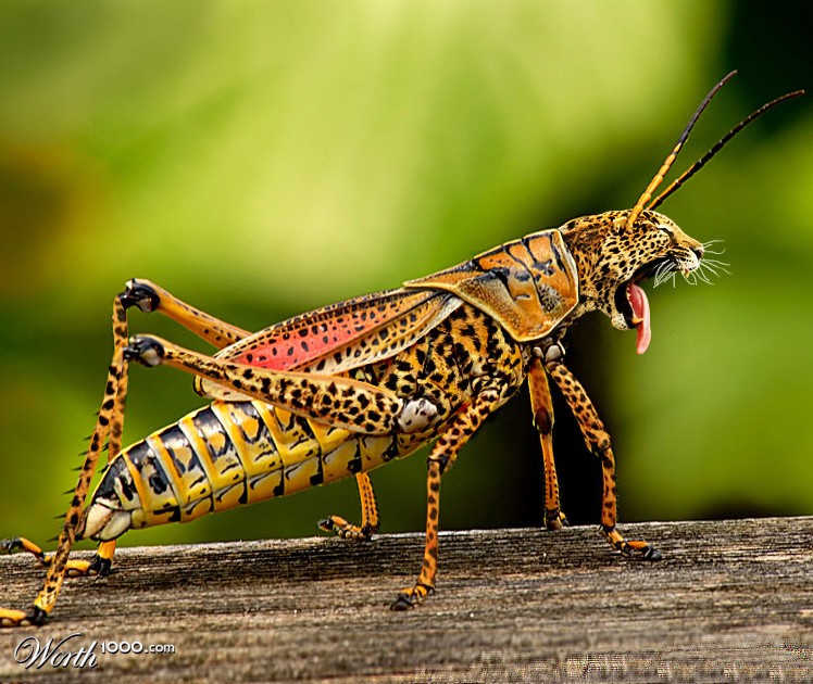 Leopard insect