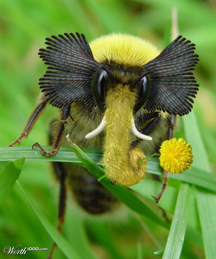 Elephant Bee