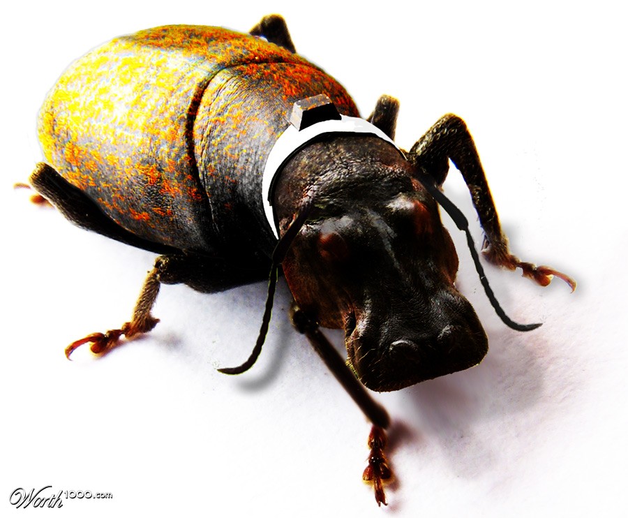 hyppocondria