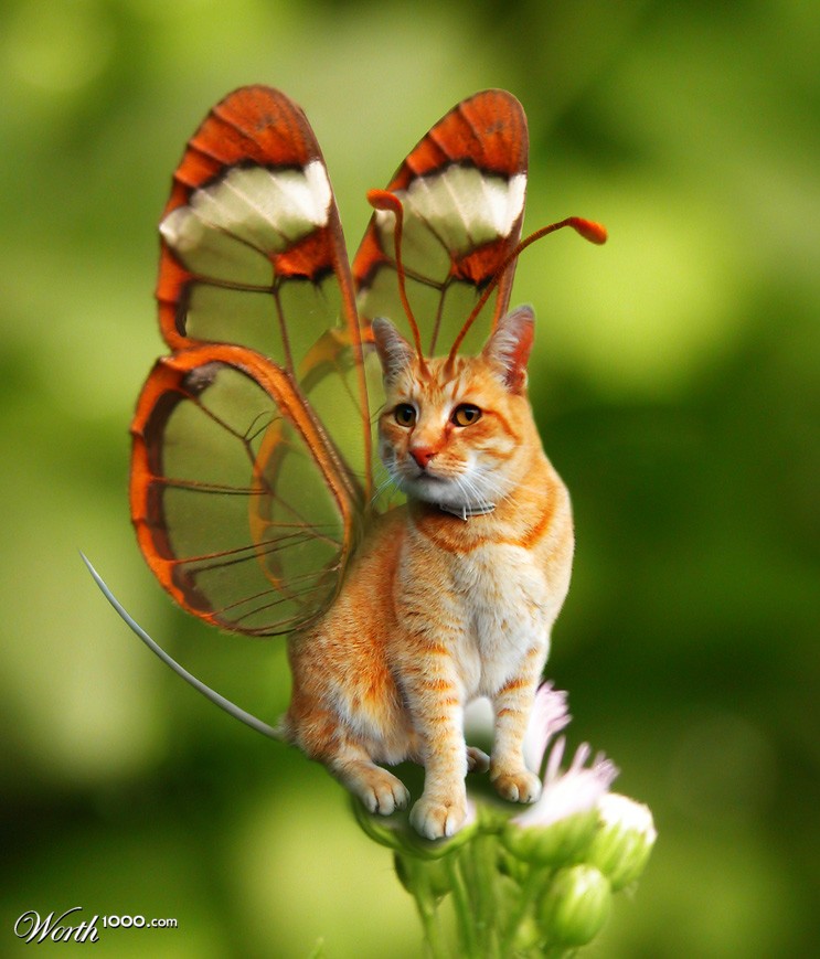 Pet Pussifly