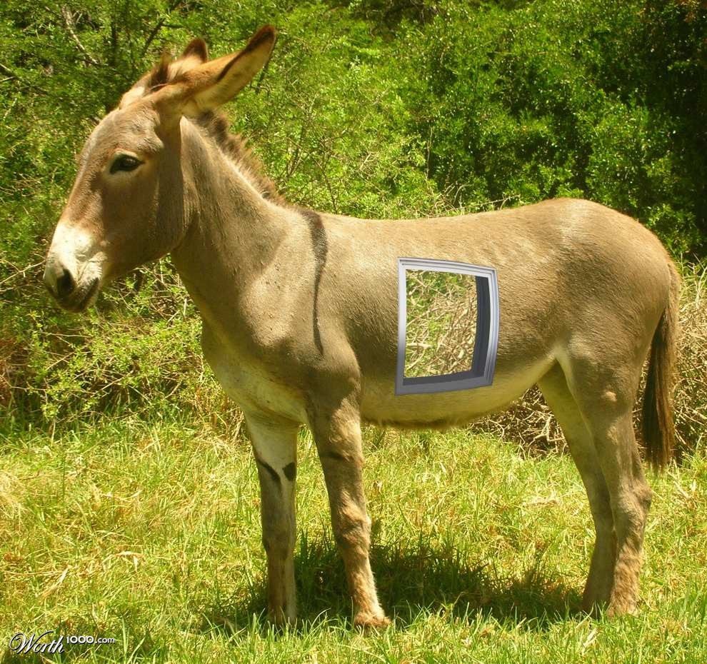 Pane in the Ass