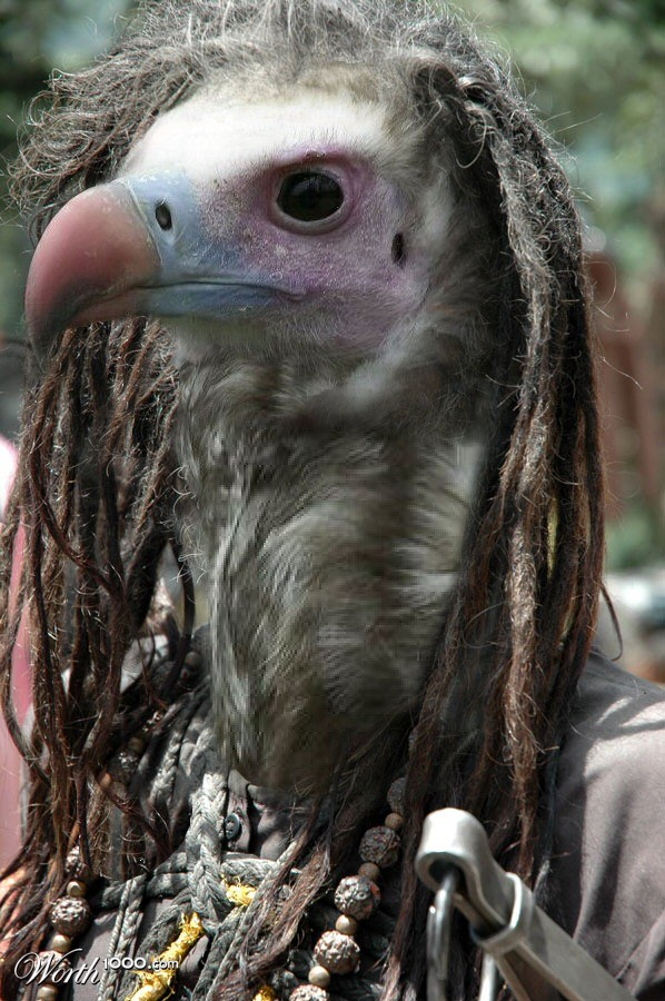 Rasta Vulture