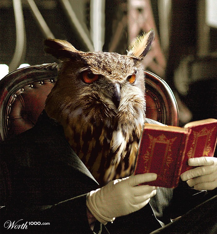 Owl