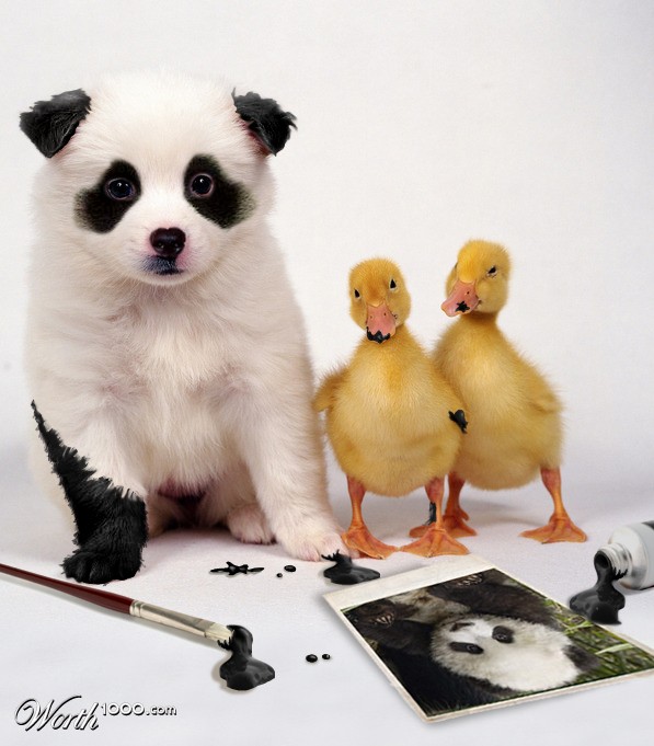 Wannabe a... panda?